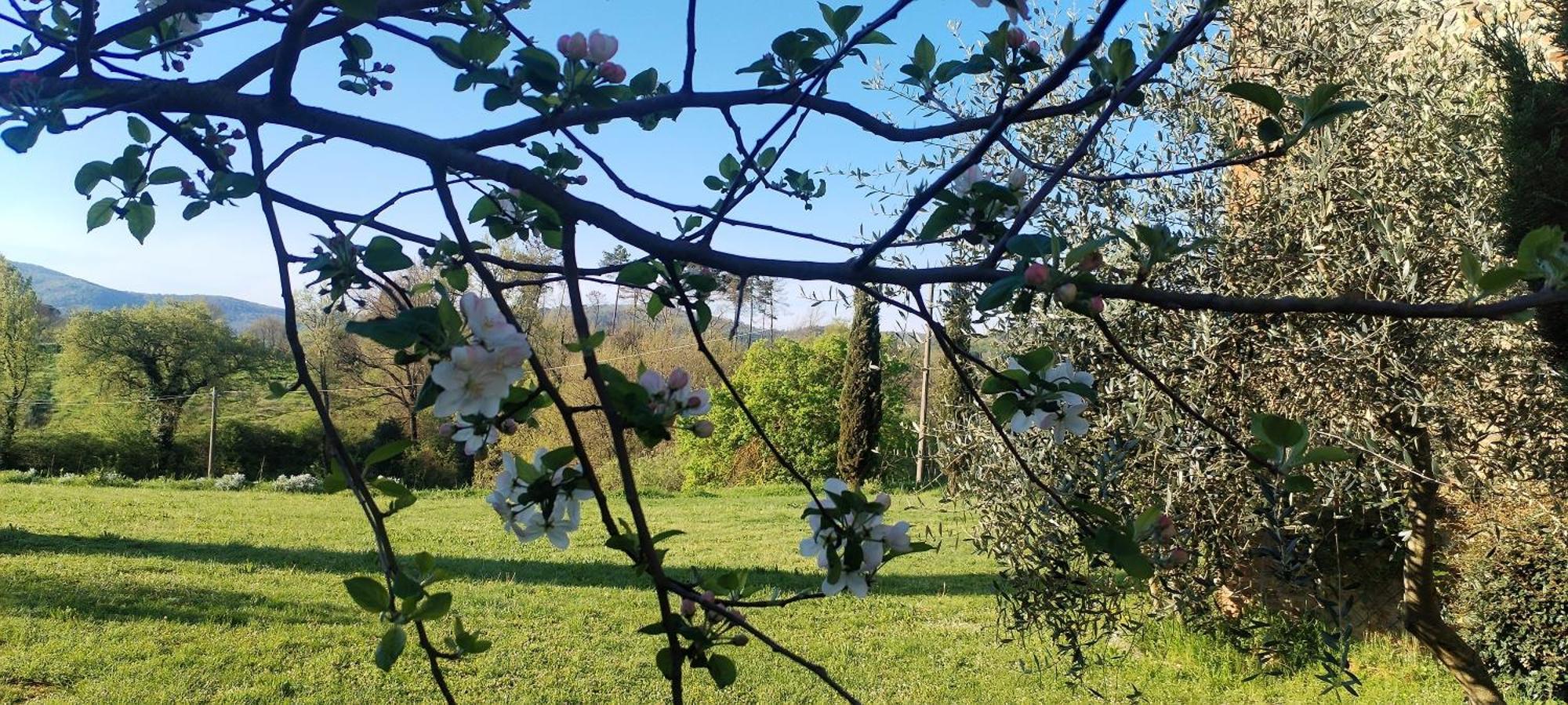 I Salici Agriturismo Badia Agnano Εξωτερικό φωτογραφία