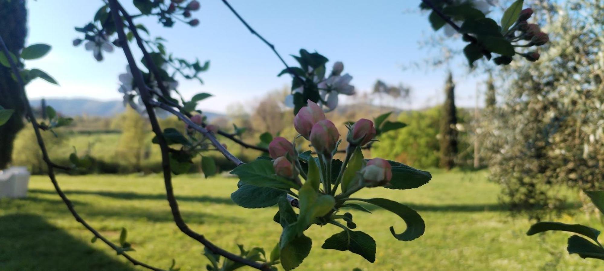 I Salici Agriturismo Badia Agnano Εξωτερικό φωτογραφία
