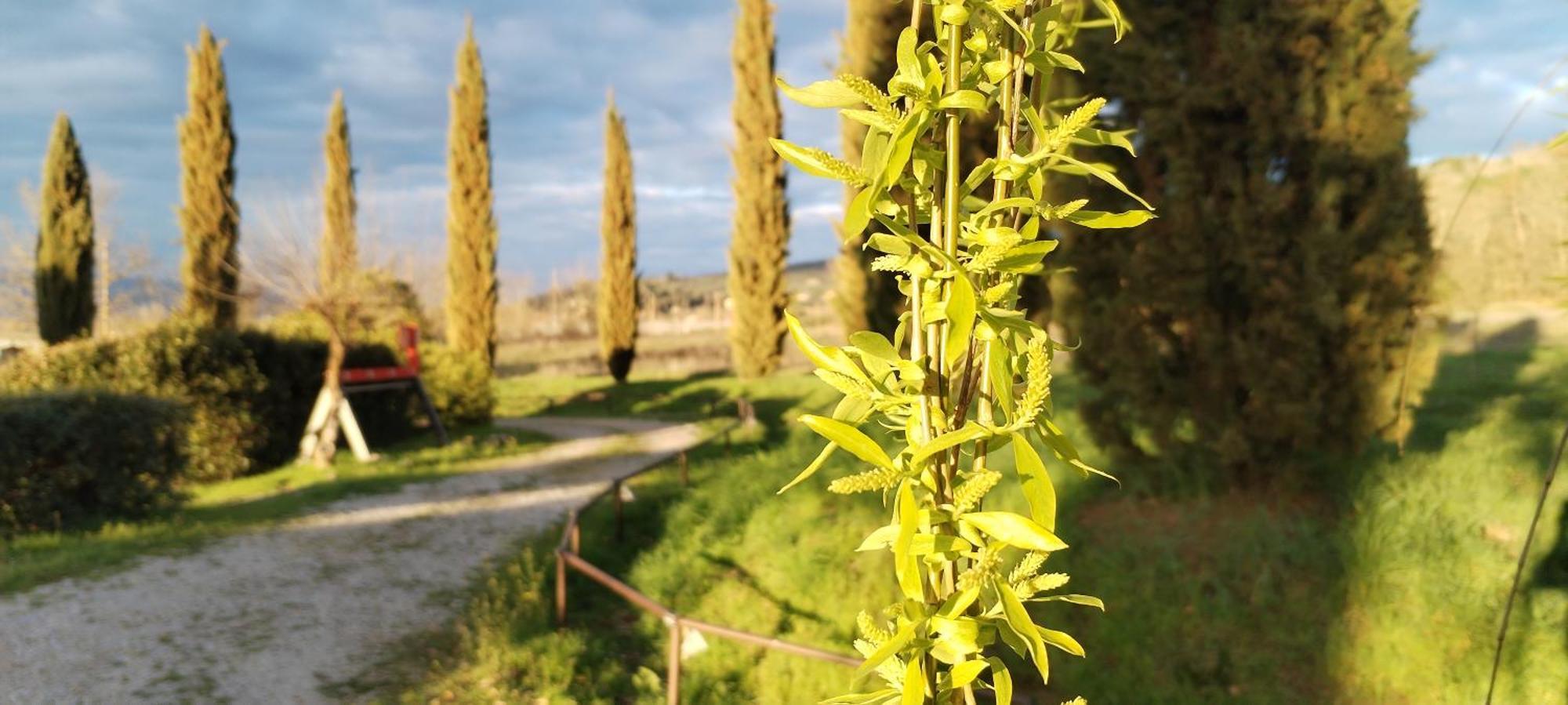 I Salici Agriturismo Badia Agnano Εξωτερικό φωτογραφία